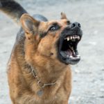 Lower Township Dog Bite Lawsuit